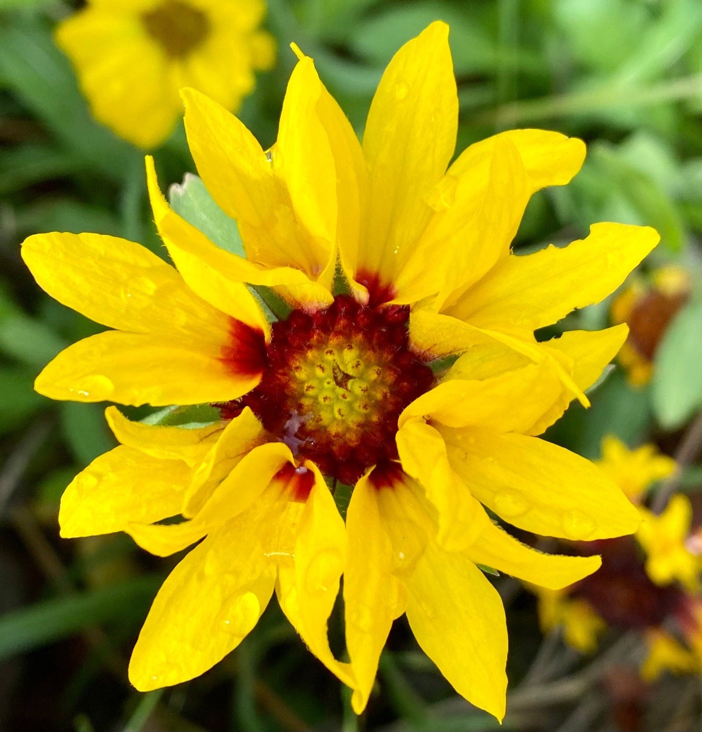 Sunshine Daisy Butter Mellow photo print (with or without framing)