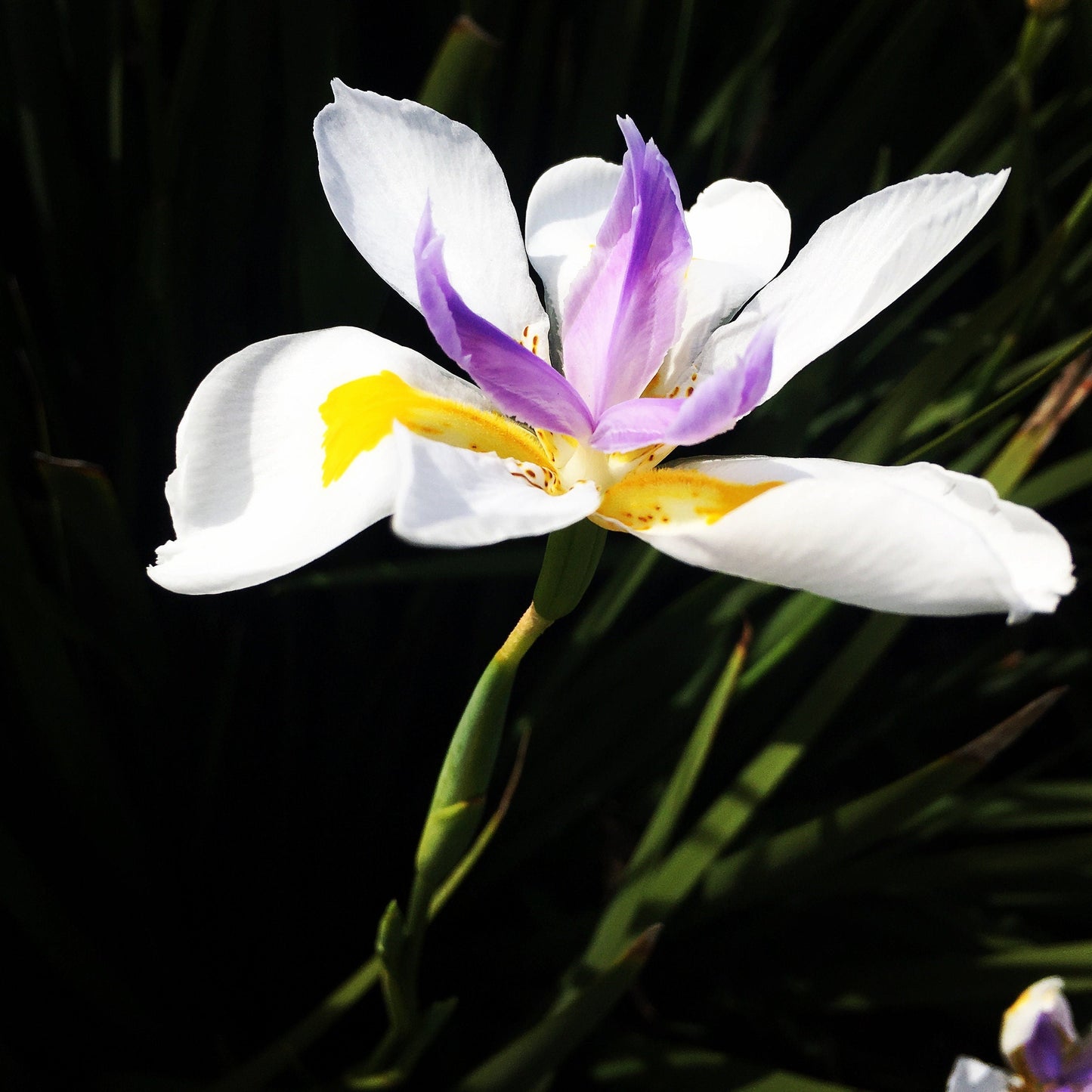 Sunshine Daisy Butter Mellow photo print (with or without framing)