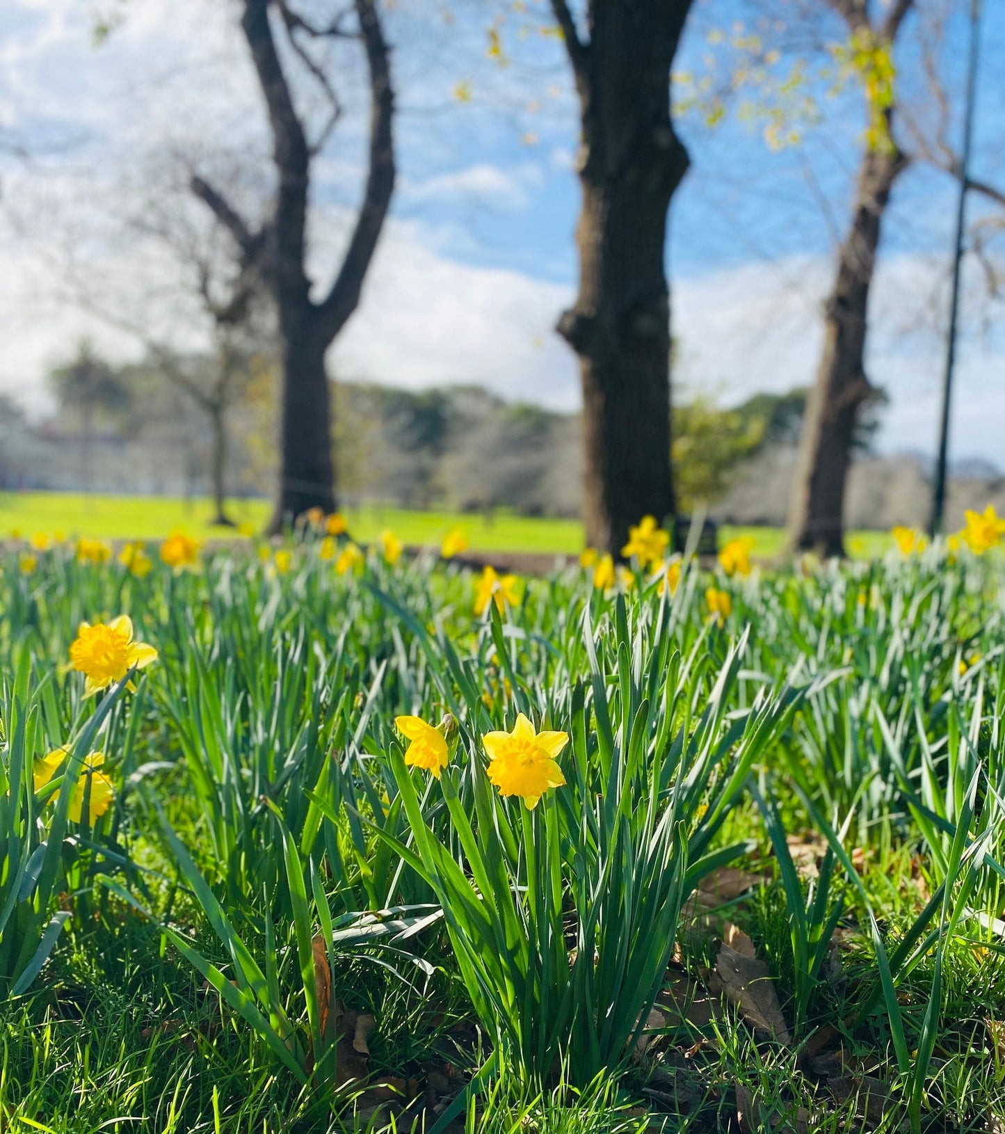 Sunny Daffodilly Day photo print (with or without framing)