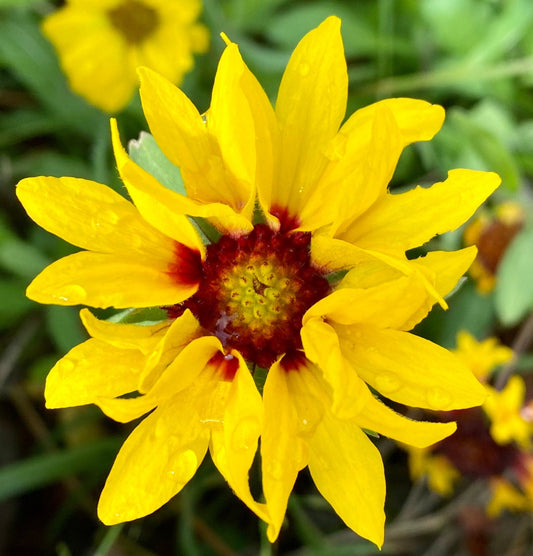 Sunshine Daisy Butter Mellow photo print (with or without framing)