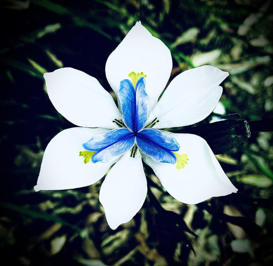 Iris, Goddess of the Rainbow flower photo print (with or without framing)