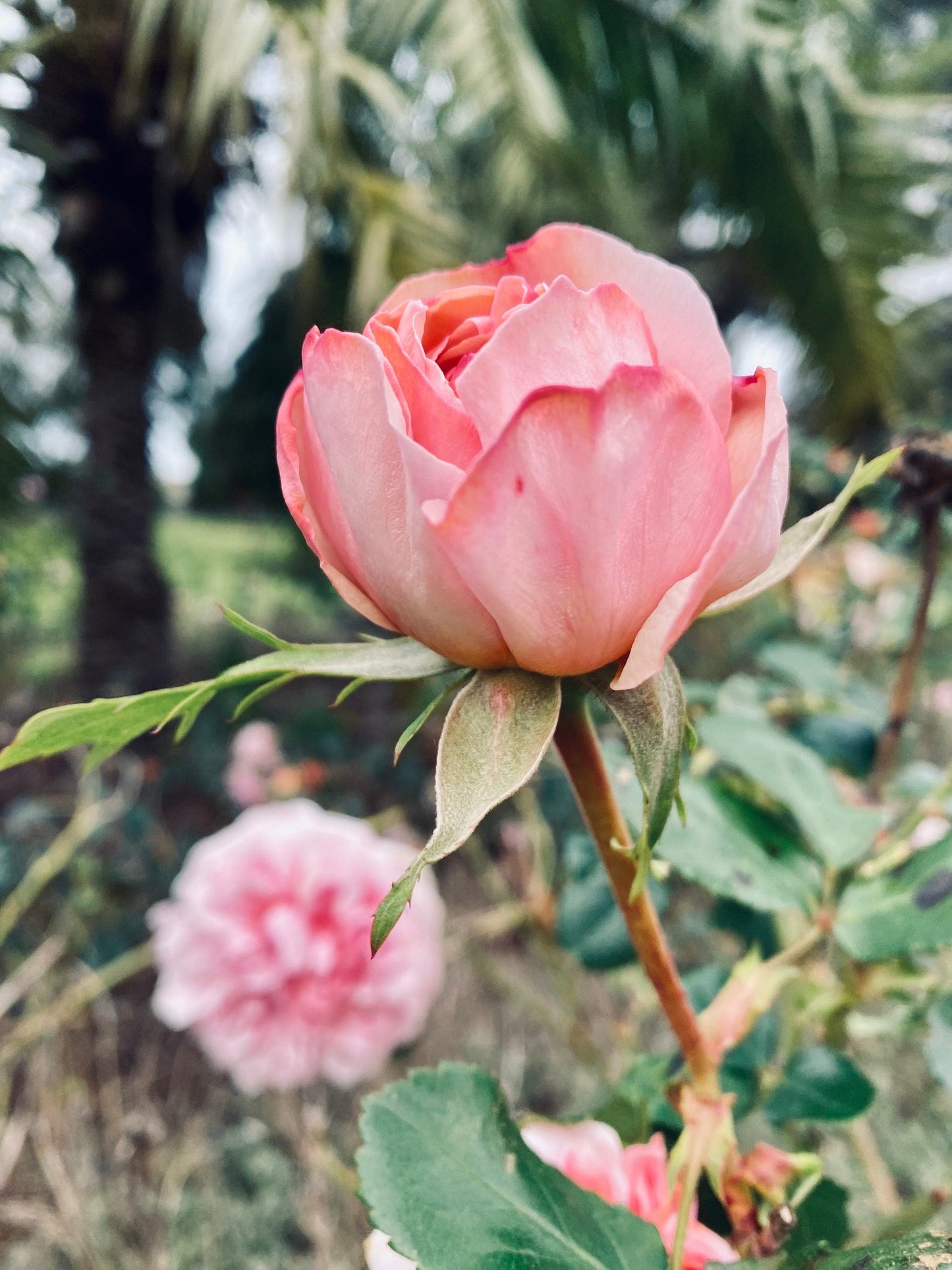 Even the Broken are Beautiful rose flower photo print (with or without framing)